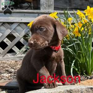 Jackson, Chocolate Labrador Retriever Puppy